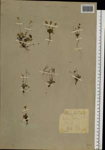 Cardamine bellidifolia L., Siberia, Chukotka & Kamchatka (S7) (Russia)