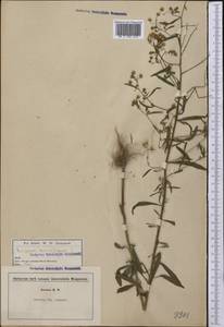 Erigeron canadensis L., America (AMER) (United States)