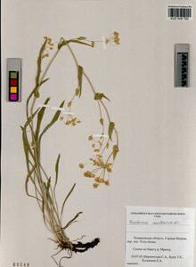 Bupleurum multinerve DC., Siberia, Altai & Sayany Mountains (S2) (Russia)