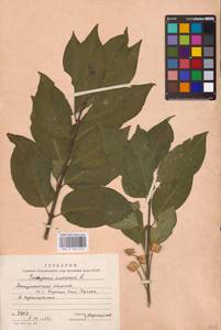 Euonymus europaeus L., Eastern Europe, West Ukrainian region (E13) (Ukraine)