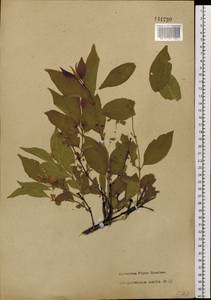 Lonicera ruprechtiana Regel, Siberia, Russian Far East (S6) (Russia)