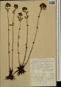 Hylotelephium telephium (L.) H. Ohba, Mongolia (MONG) (Mongolia)