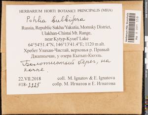 Pohlia bulbifera (Warnst.) Warnst., Bryophytes, Bryophytes - Yakutia (B19) (Russia)