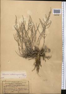 Artemisia sublessingiana (Keller) Krasch. ex Poljakov, Middle Asia, Dzungarian Alatau & Tarbagatai (M5) (Kazakhstan)