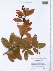 Berberis amurensis Rupr., Siberia, Russian Far East (S6) (Russia)