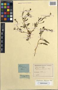 Chorispora iberica (M.Bieb.) DC., Caucasus, Georgia (K4) (Georgia)