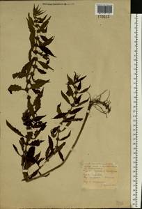 Lycopus europaeus L., Eastern Europe, Belarus (E3a) (Belarus)