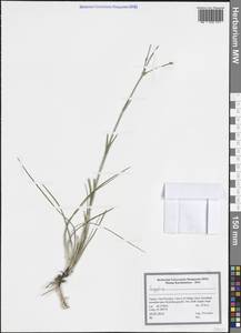 Caryophyllaceae, South Asia, South Asia (Asia outside ex-Soviet states and Mongolia) (ASIA) (Turkey)