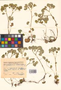 Chrysosplenium alternifolium L., Eastern Europe, Middle Volga region (E8) (Russia)