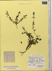 Lysimachia arvensis subsp. arvensis, Caucasus, Georgia (K4) (Georgia)