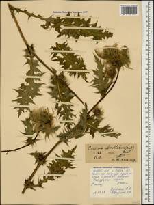 Cirsium obvallatum (M. Bieb.) M. Bieb., Caucasus, North Ossetia, Ingushetia & Chechnya (K1c) (Russia)