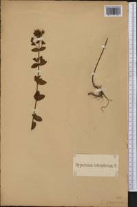 Hypericum tetrapterum, America (AMER) (Not classified)