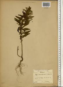 Axyris amaranthoides L., Eastern Europe, North-Western region (E2) (Russia)