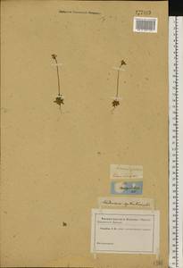 Androsace septentrionalis L., Eastern Europe, Middle Volga region (E8) (Russia)