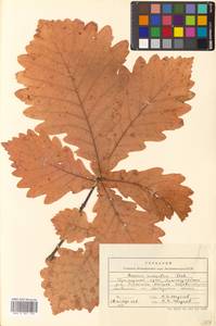 Quercus mongolica Fisch. ex Ledeb., Siberia, Russian Far East (S6) (Russia)