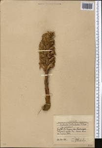 Orobanche, Middle Asia, Western Tian Shan & Karatau (M3) (Uzbekistan)