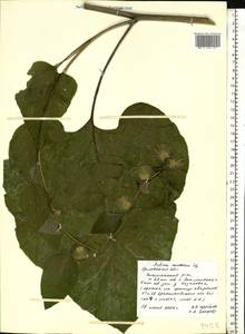 Arctium nemorosum Lej., Eastern Europe, Central forest-and-steppe region (E6) (Russia)