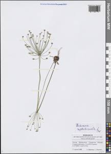 Androsace septentrionalis L., Eastern Europe, Middle Volga region (E8) (Russia)