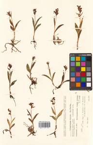 Dactylorhiza viridis (L.) R.M.Bateman, Pridgeon & M.W.Chase, Siberia, Chukotka & Kamchatka (S7) (Russia)