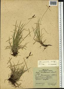 Carex oxyandra var. pauzhetica (A.E.Kozhevn.) A.E.Kozhevn., Siberia, Chukotka & Kamchatka (S7) (Russia)