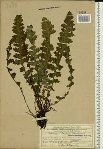 Pedicularis sceptrum-carolinum L., Eastern Europe, Central region (E4) (Russia)