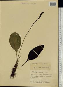 Plantago cornuti Gouan, Eastern Europe, Eastern region (E10) (Russia)