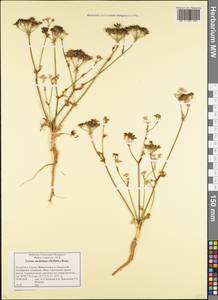 Carum meifolium (M. Bieb.) Boiss., Caucasus, Krasnodar Krai & Adygea (K1a) (Russia)