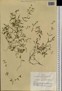 Mesostemma amblyosepalum (Schrenk) Chepinoga, Siberia, Altai & Sayany Mountains (S2) (Russia)