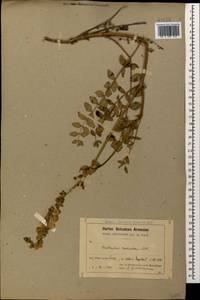 Onobrychis radiata (Desf.)M.Bieb., Caucasus, Armenia (K5) (Armenia)