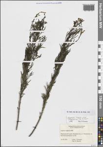 Linaria vulgaris Mill., Siberia, Russian Far East (S6) (Russia)