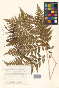 Athyrium spinulosum (Maxim.) Milde, Siberia, Russian Far East (S6) (Russia)