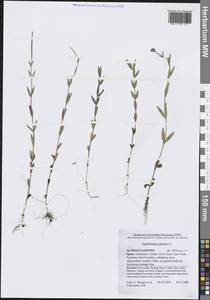 Epilobium palustre L., Western Europe (EUR) (Spain)