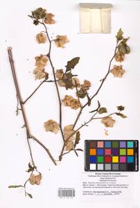 MHA 0 158 534, Nicandra physalodes (L.) Gaertn., Eastern Europe, Lower Volga region (E9) (Russia)