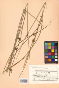 Juncus haenkei E. Mey., Siberia, Russian Far East (S6) (Russia)