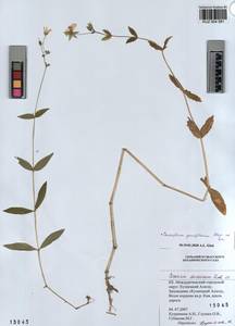 KUZ 004 581, Cerastium pauciflorum Stev. ex Ser., Siberia, Altai & Sayany Mountains (S2) (Russia)