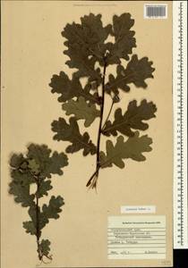 Quercus robur L., Caucasus, Stavropol Krai, Karachay-Cherkessia & Kabardino-Balkaria (K1b) (Russia)