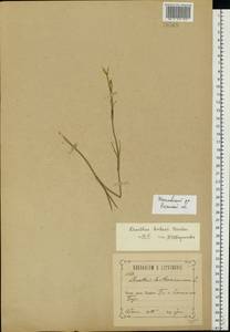 Dianthus borbasii Vandas, Eastern Europe, Central region (E4) (Russia)