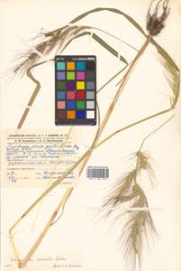 Echinochloa crus-galli subsp. crus-galli, Siberia, Russian Far East (S6) (Russia)