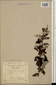 Echinops ossicus C. Koch, Caucasus, Black Sea Shore (from Novorossiysk to Adler) (K3) (Russia)