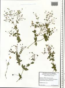 Potentilla erecta (L.) Raeusch., Eastern Europe, North Ukrainian region (E11) (Ukraine)