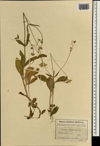 Knautia integrifolia subsp. integrifolia, South Asia, South Asia (Asia outside ex-Soviet states and Mongolia) (ASIA) (Turkey)