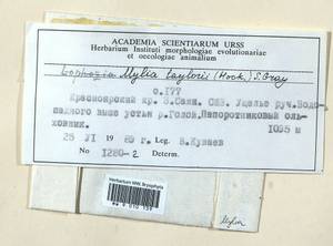 Mylia taylorii (Hook.) Gray, Bryophytes, Bryophytes - Krasnoyarsk Krai, Tyva & Khakassia (B17) (Russia)