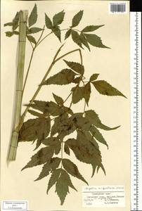 Ostericum sieboldii (Miq.) Nakai, Siberia, Russian Far East (S6) (Russia)