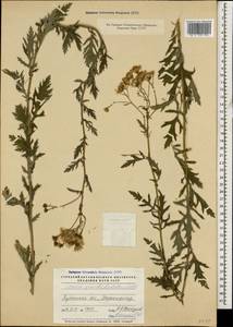 Jacobaea erucifolia subsp. grandidentata (Ledeb.) V. V. Fateryga & Fateryga, Caucasus, Krasnodar Krai & Adygea (K1a) (Russia)