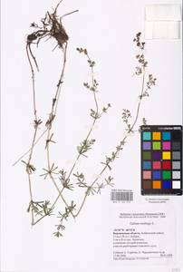 Galium mollugo L., Eastern Europe, Central forest-and-steppe region (E6) (Russia)