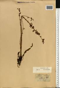 Rumex, Eastern Europe, Northern region (E1) (Russia)