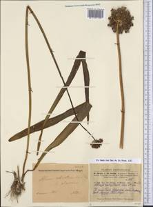 Allium robustum Kar. & Kir., Middle Asia, Dzungarian Alatau & Tarbagatai (M5) (Kazakhstan)