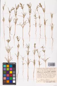 Petrosimonia oppositifolia (Pall.) Litv., Eastern Europe, Lower Volga region (E9) (Russia)