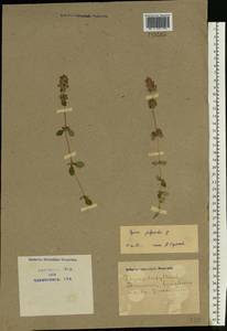Thymus pulegioides L., Eastern Europe, North Ukrainian region (E11) (Ukraine)
