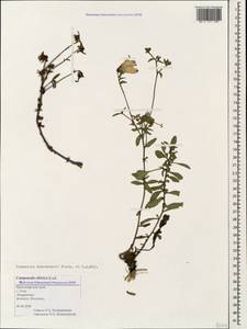 Campanula sibirica subsp. hohenackeri (Fisch. & C.A.Mey.) Damboldt, Caucasus, Black Sea Shore (from Novorossiysk to Adler) (K3) (Russia)